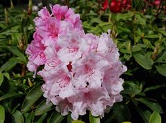 R.Pink Pearl